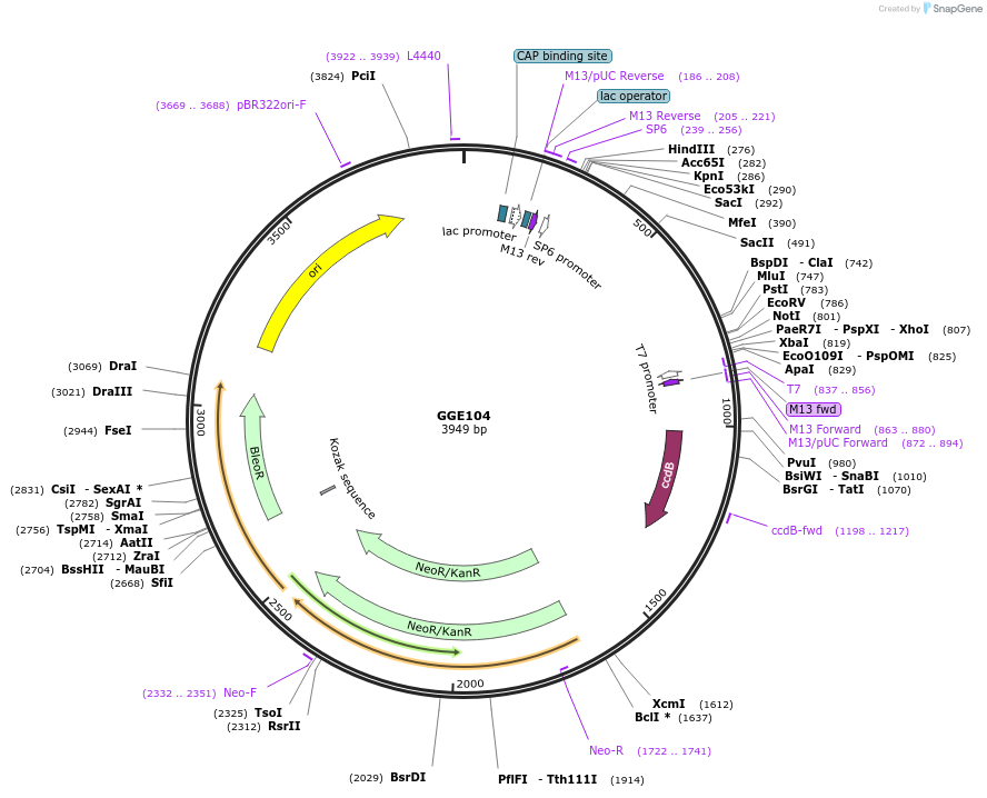 120744-plasmid-map-sequence-id-259361