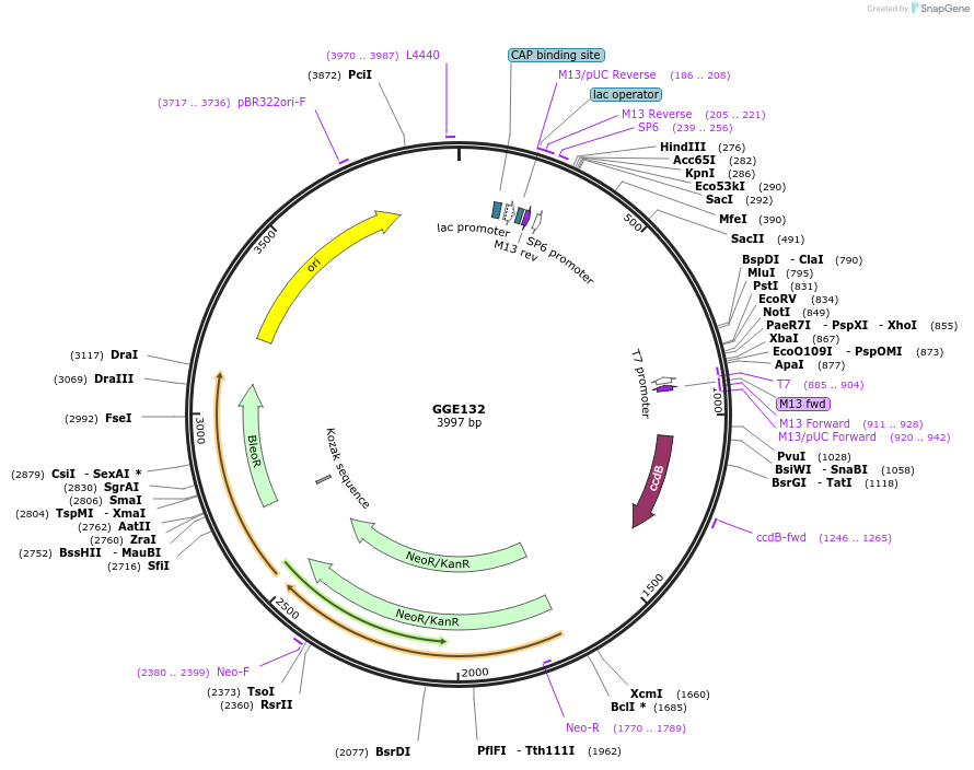 120745-plasmid-map-sequence-id-259365
