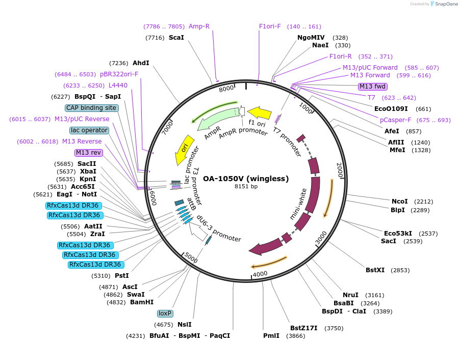 132424-plasmid-map-sequence-id-259371