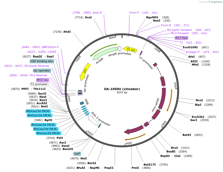 132423-plasmid-map-sequence-id-259372