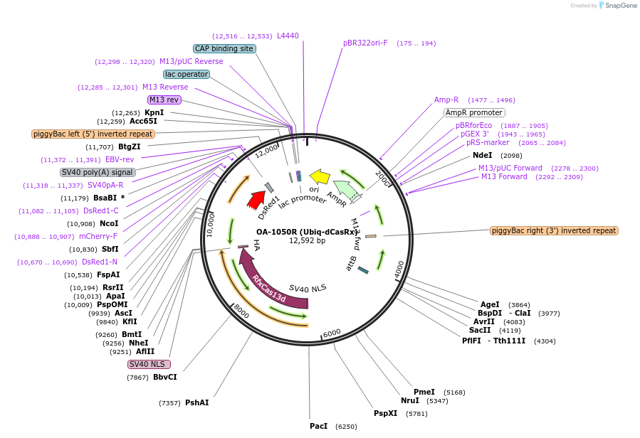 132417-plasmid-map-sequence-id-259373