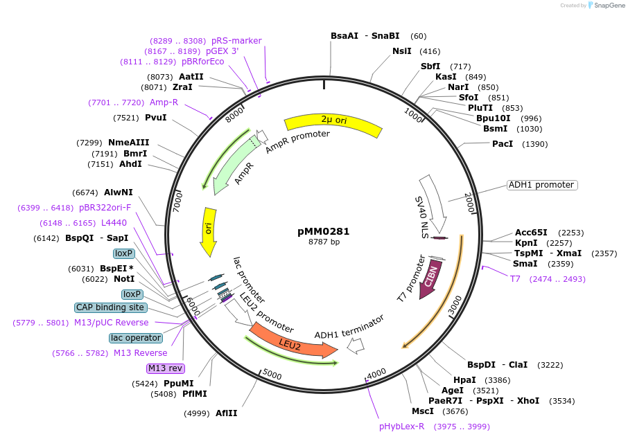 128972-plasmid-map-sequence-id-259392
