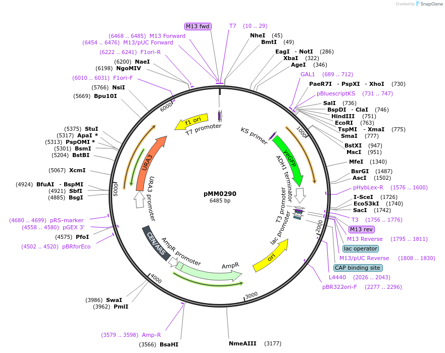 128978-plasmid-map-sequence-id-259396