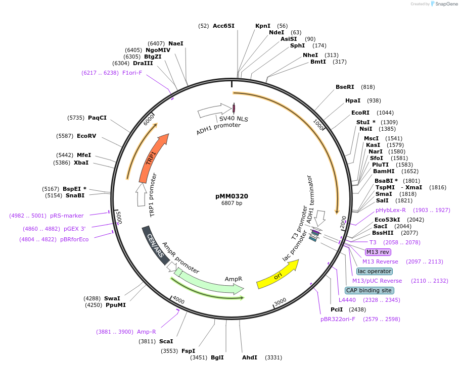 128980-plasmid-map-sequence-id-259398