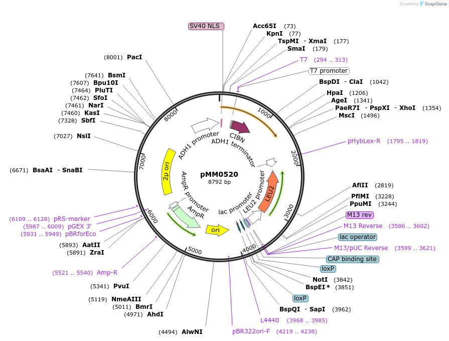 128983-plasmid-map-sequence-id-259402