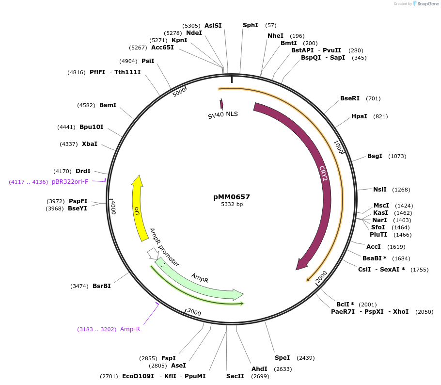 129018-plasmid-map-sequence-id-259411