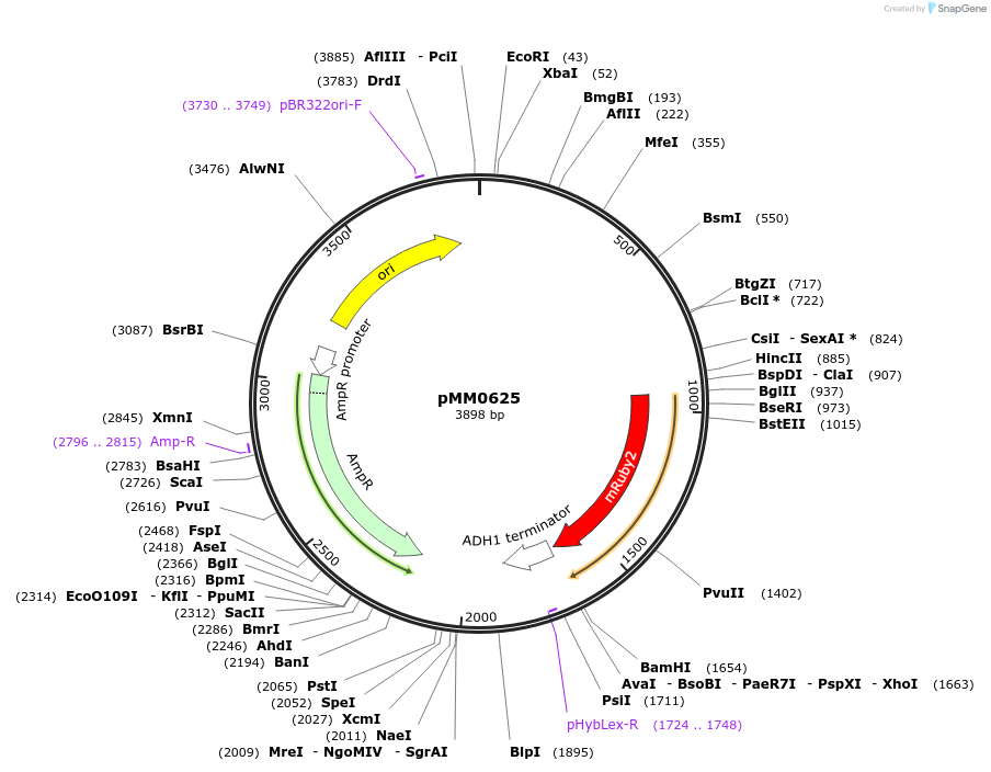 129000-plasmid-map-sequence-id-259416
