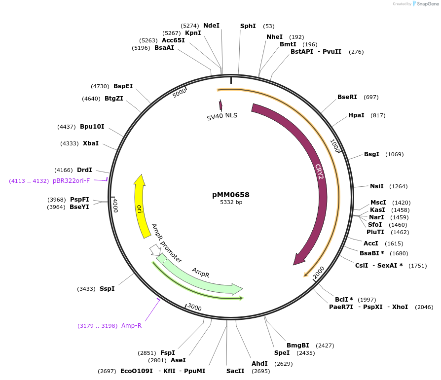 129019-plasmid-map-sequence-id-259417