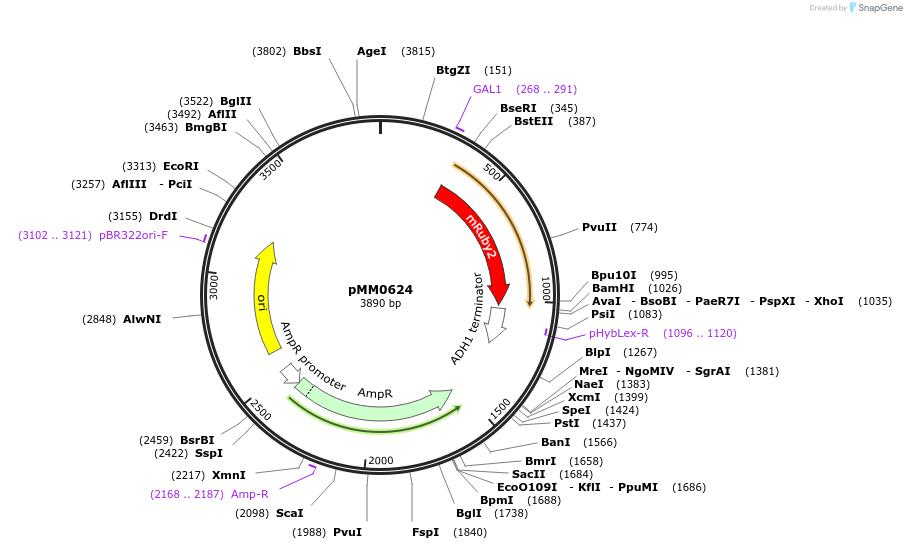 128999-plasmid-map-sequence-id-259418