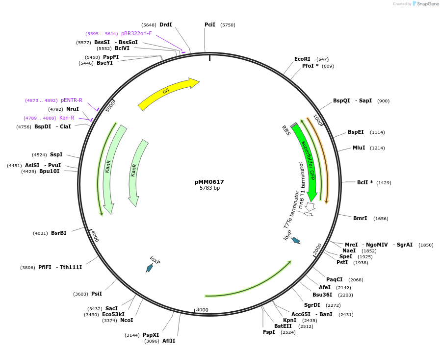 128993-plasmid-map-sequence-id-259427