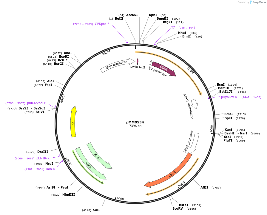 128990-plasmid-map-sequence-id-259428