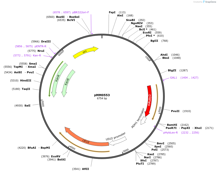 128989-plasmid-map-sequence-id-259429