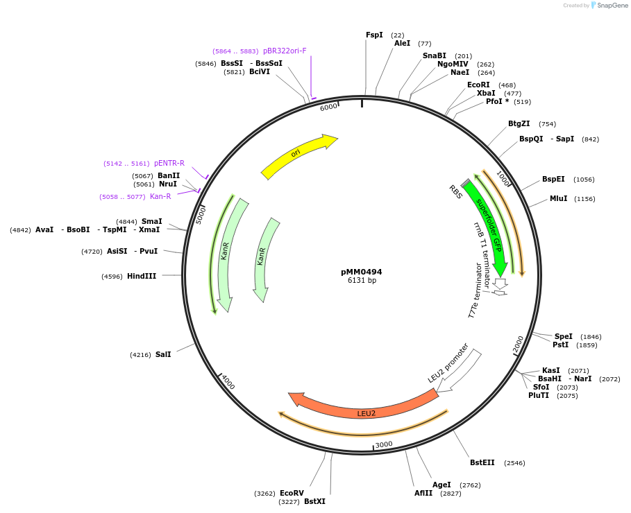 128981-plasmid-map-sequence-id-259430