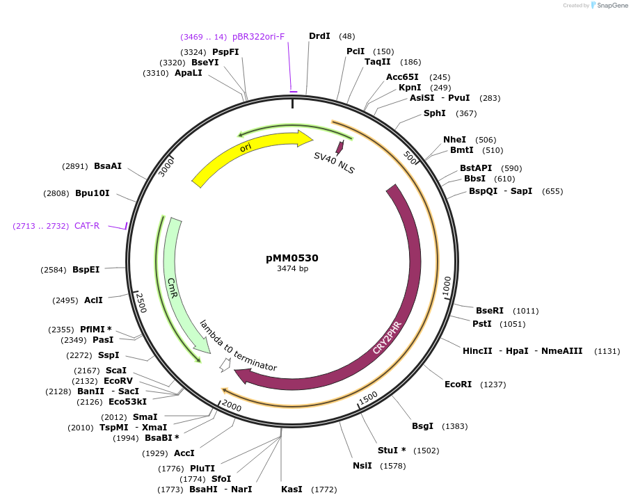 128987-plasmid-map-sequence-id-259433
