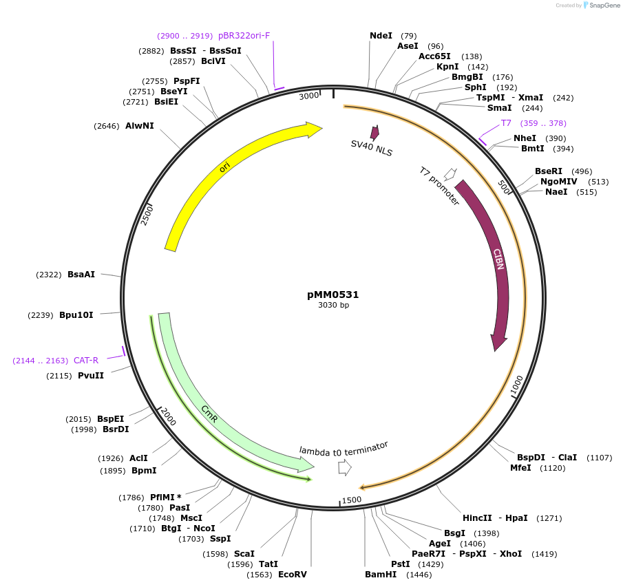 128988-plasmid-map-sequence-id-259434