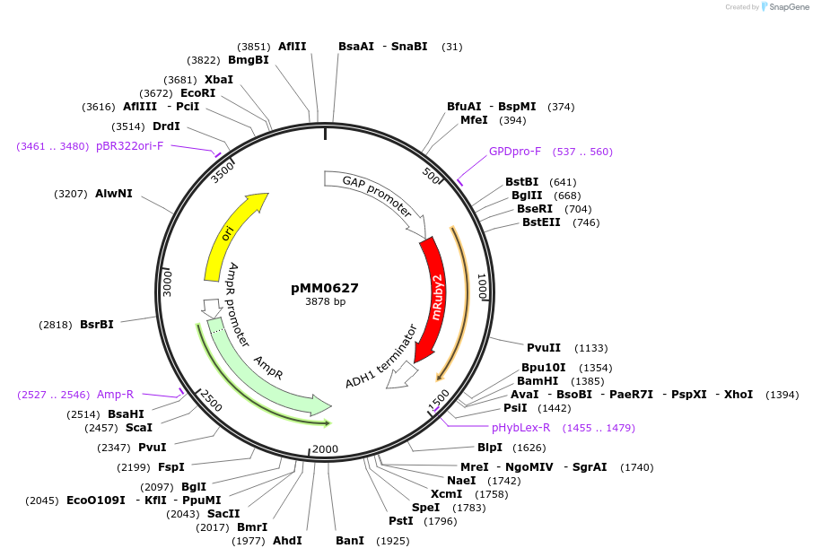 129002-plasmid-map-sequence-id-259436