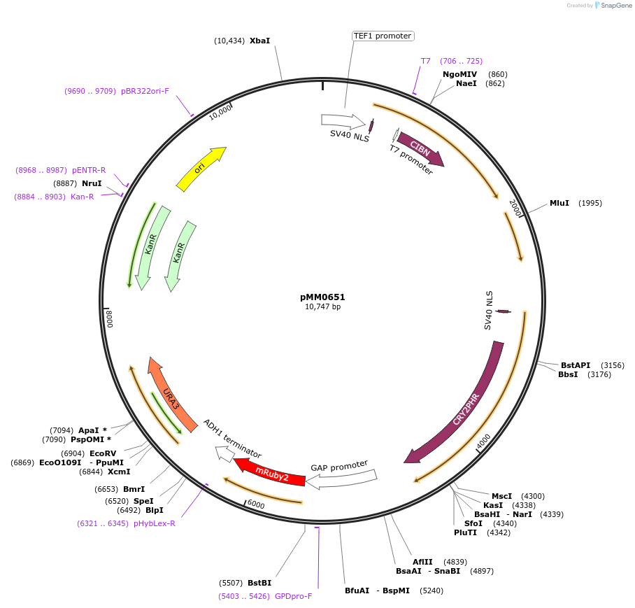 129012-plasmid-map-sequence-id-259438