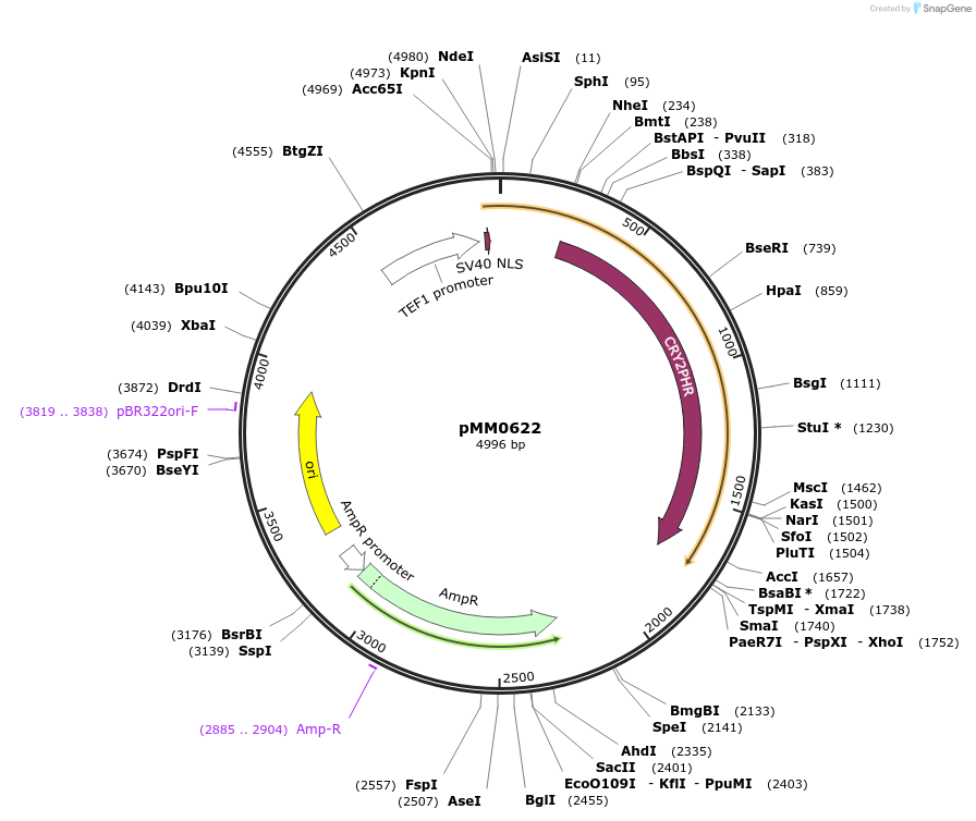128997-plasmid-map-sequence-id-259440
