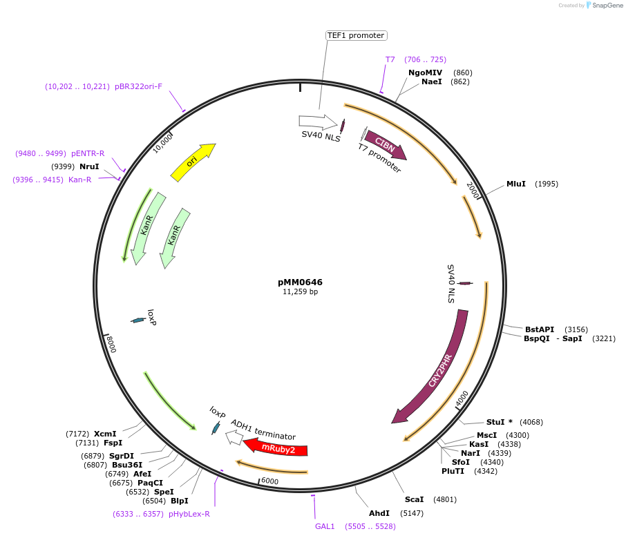 129007-plasmid-map-sequence-id-259441