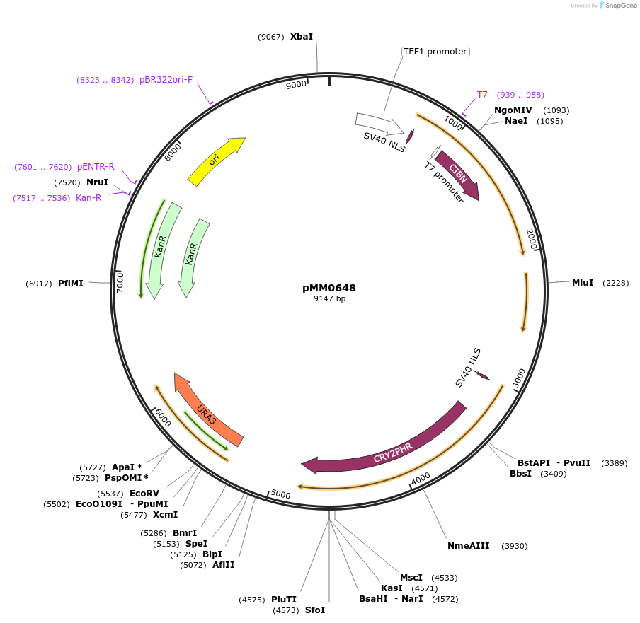 129009-plasmid-map-sequence-id-259442