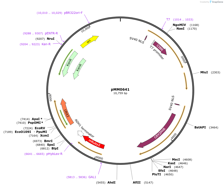129006-plasmid-map-sequence-id-259445