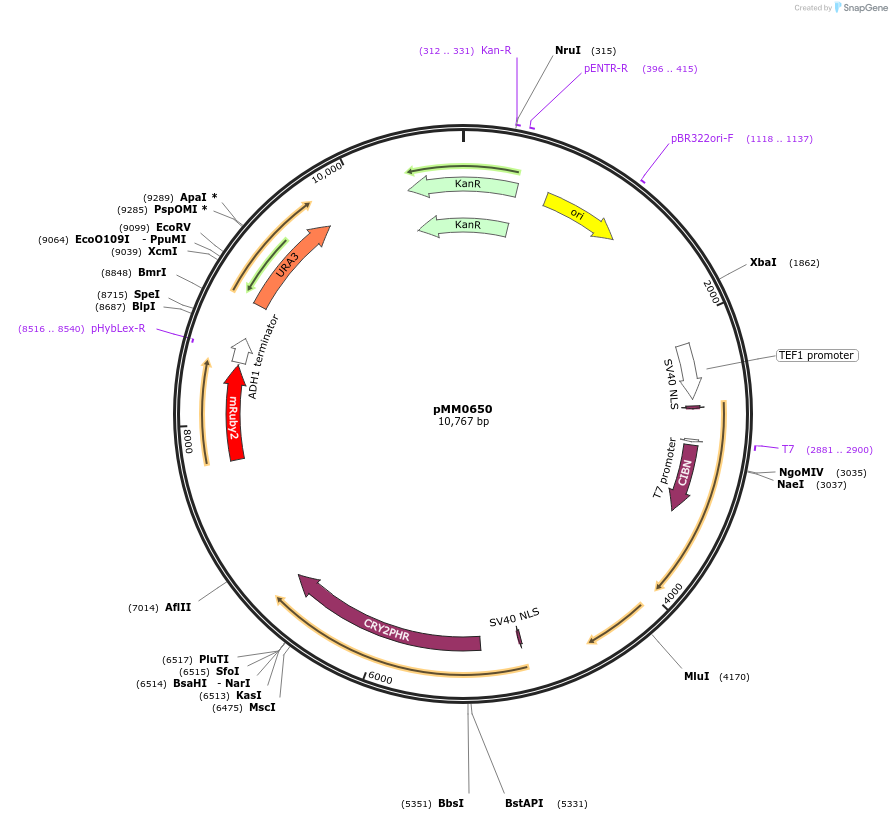 129011-plasmid-map-sequence-id-259446