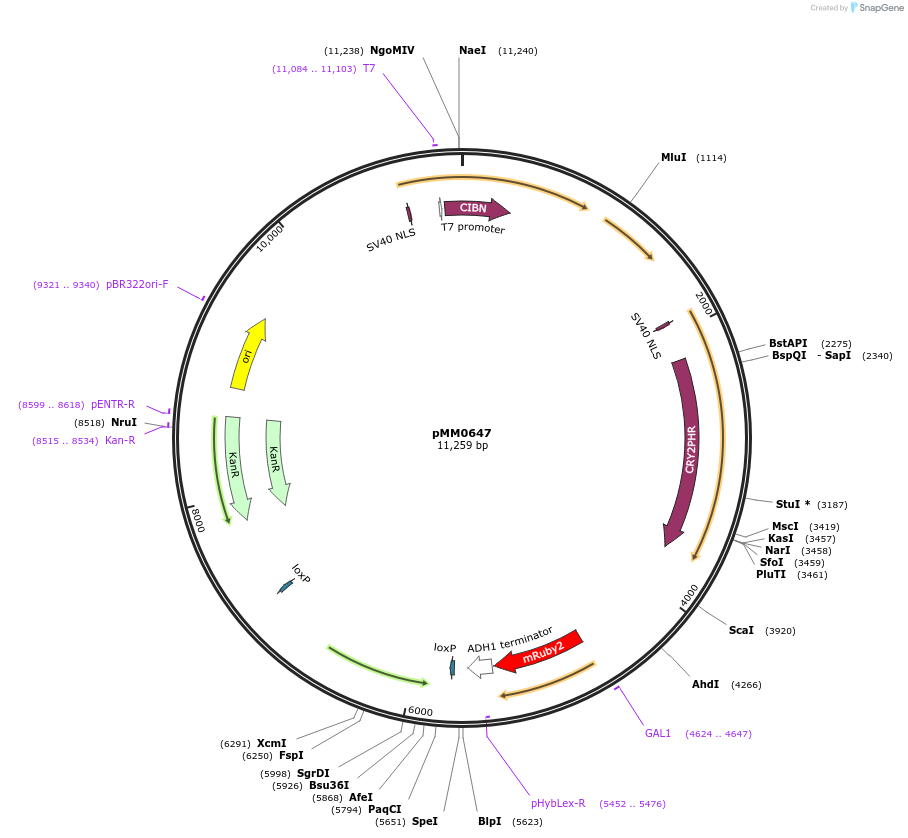 129008-plasmid-map-sequence-id-259450