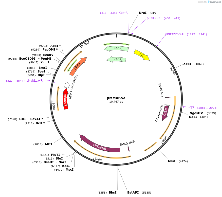 129014-plasmid-map-sequence-id-259453