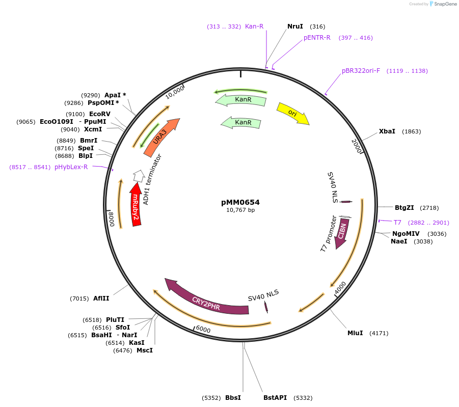 129015-plasmid-map-sequence-id-259463