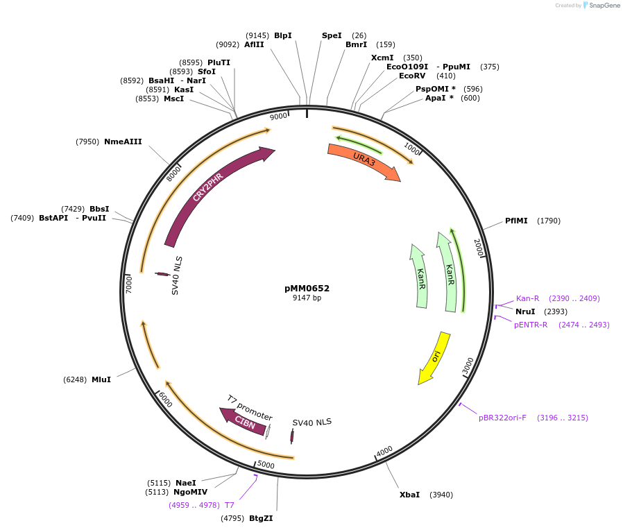 129013-plasmid-map-sequence-id-259470