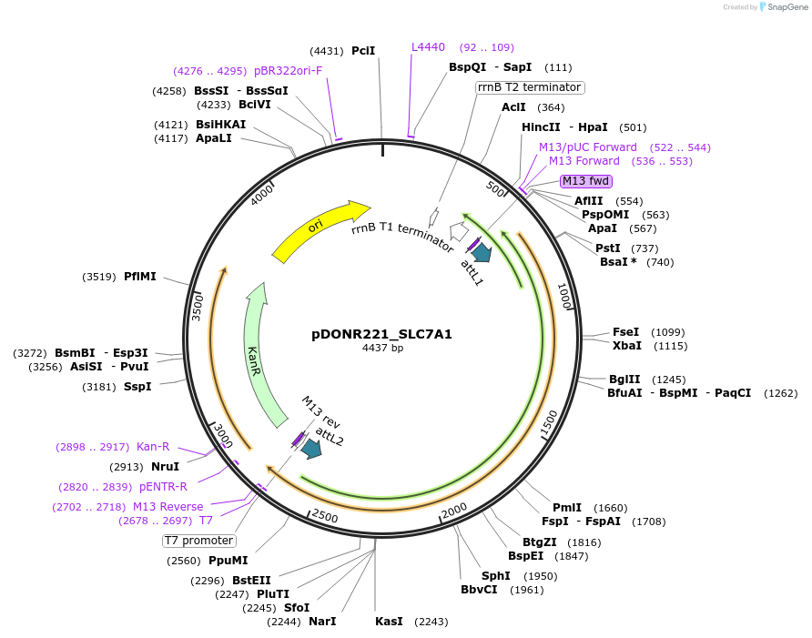 131925-plasmid-map-sequence-id-259479