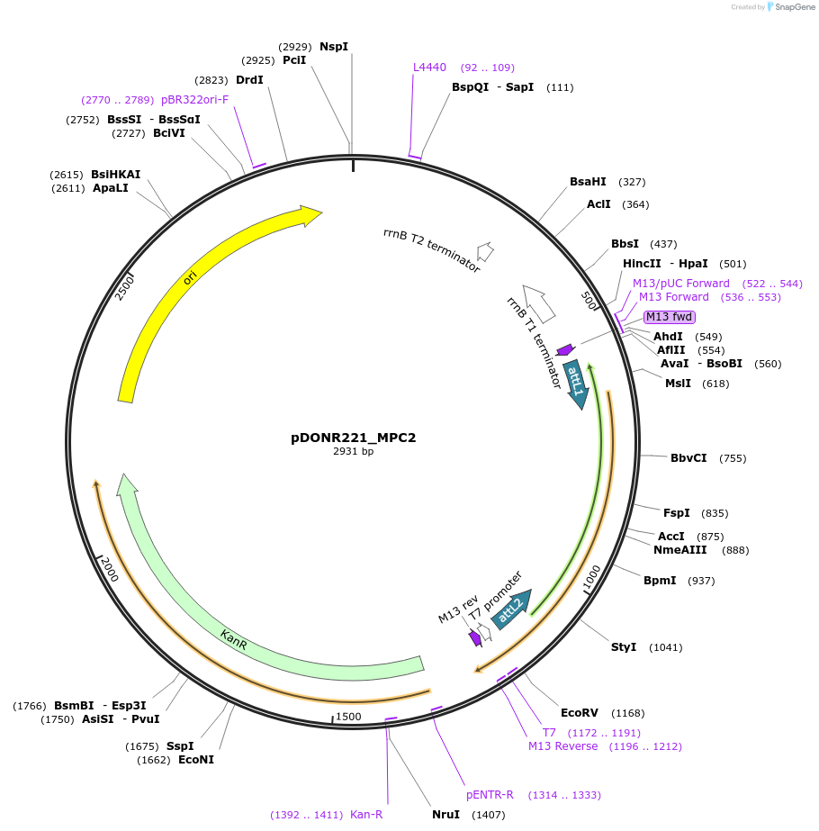 131930-plasmid-map-sequence-id-259491