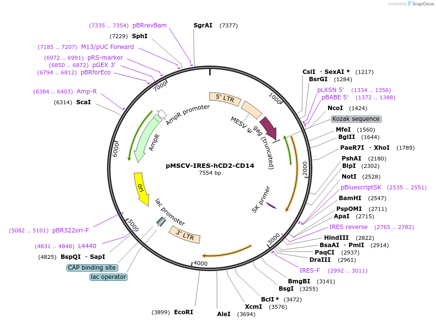 133061-plasmid-map-sequence-id-259496