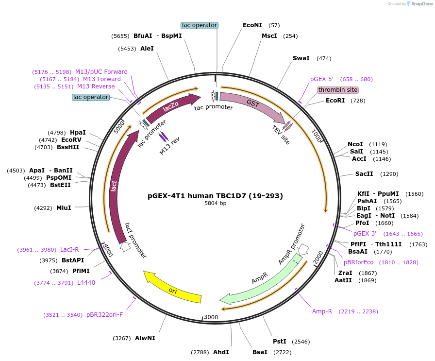 132617-plasmid-map-sequence-id-259516