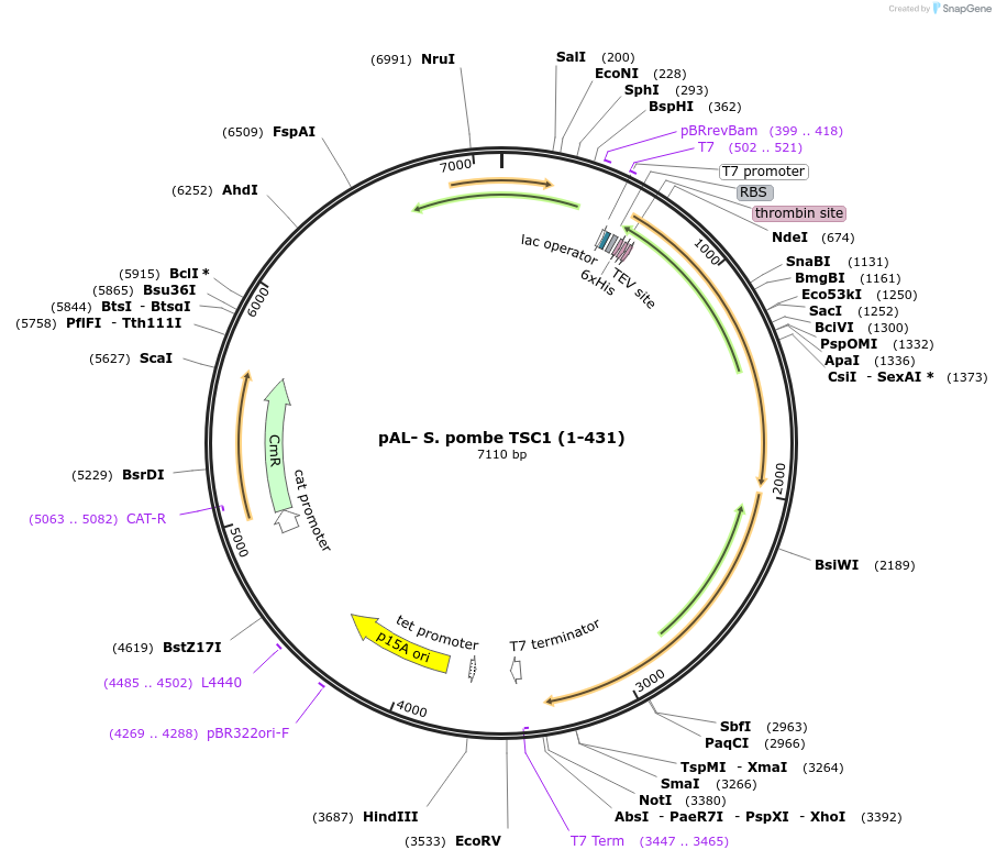 132616-plasmid-map-sequence-id-259525