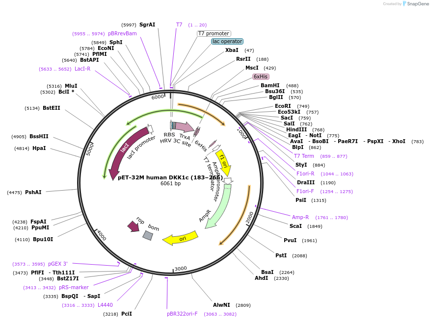 132626-plasmid-map-sequence-id-259526