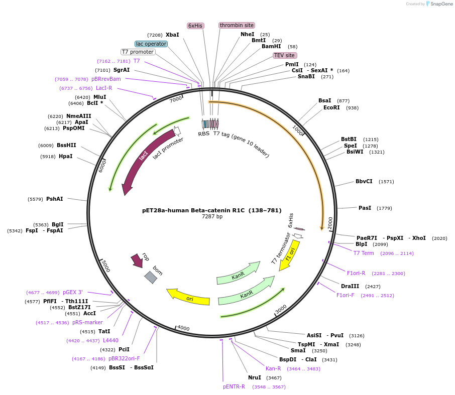 132608-plasmid-map-sequence-id-259529