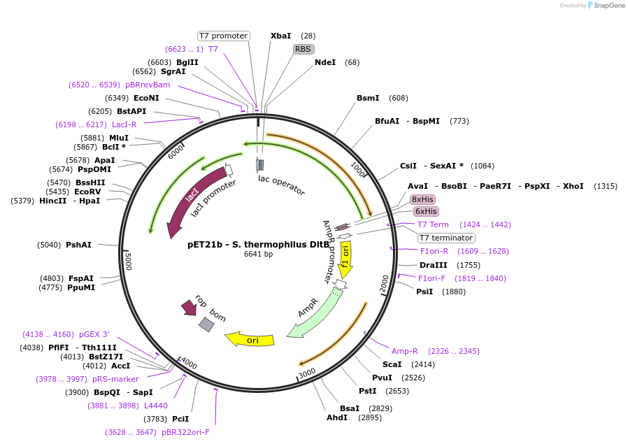 132607-plasmid-map-sequence-id-259536