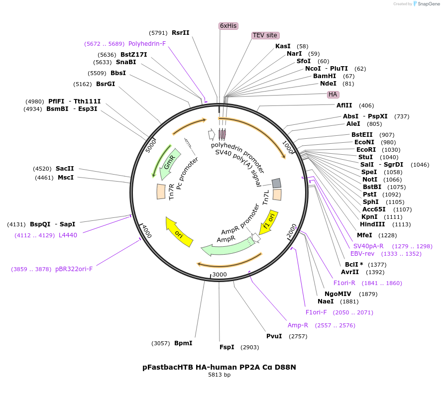 132633-plasmid-map-sequence-id-259540