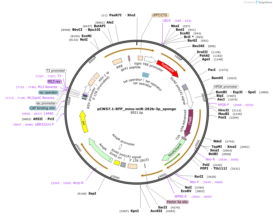 132623-plasmid-map-sequence-id-259554