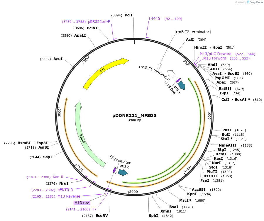 131941-plasmid-map-sequence-id-259567