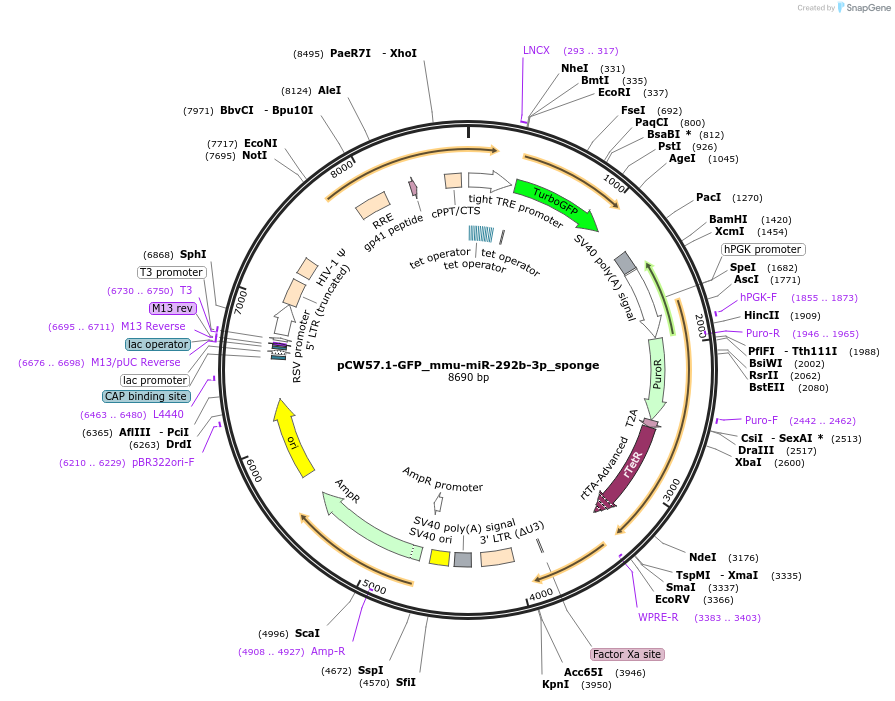 132622-plasmid-map-sequence-id-259572