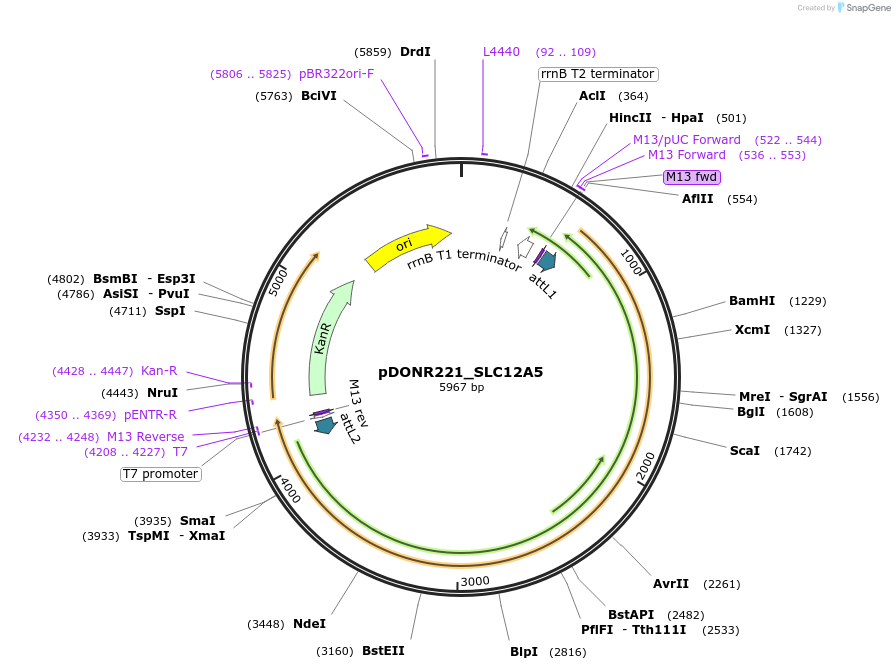 131944-plasmid-map-sequence-id-259574