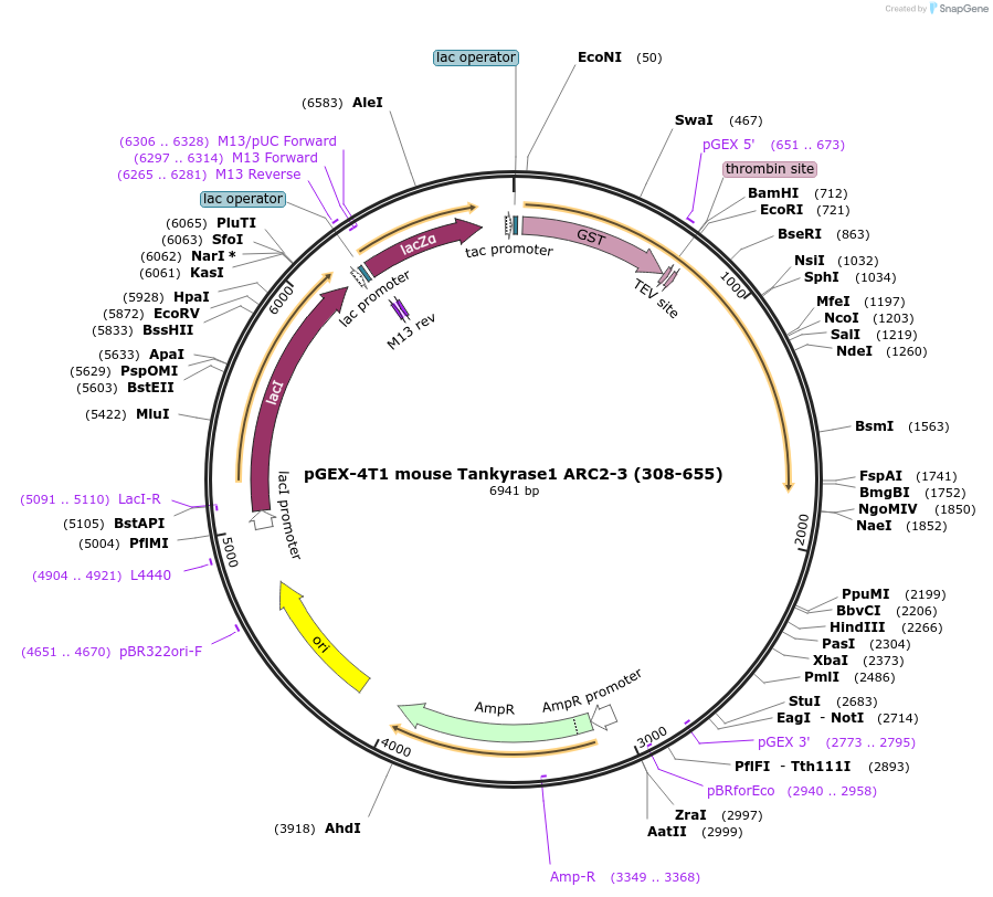 132637-plasmid-map-sequence-id-259627