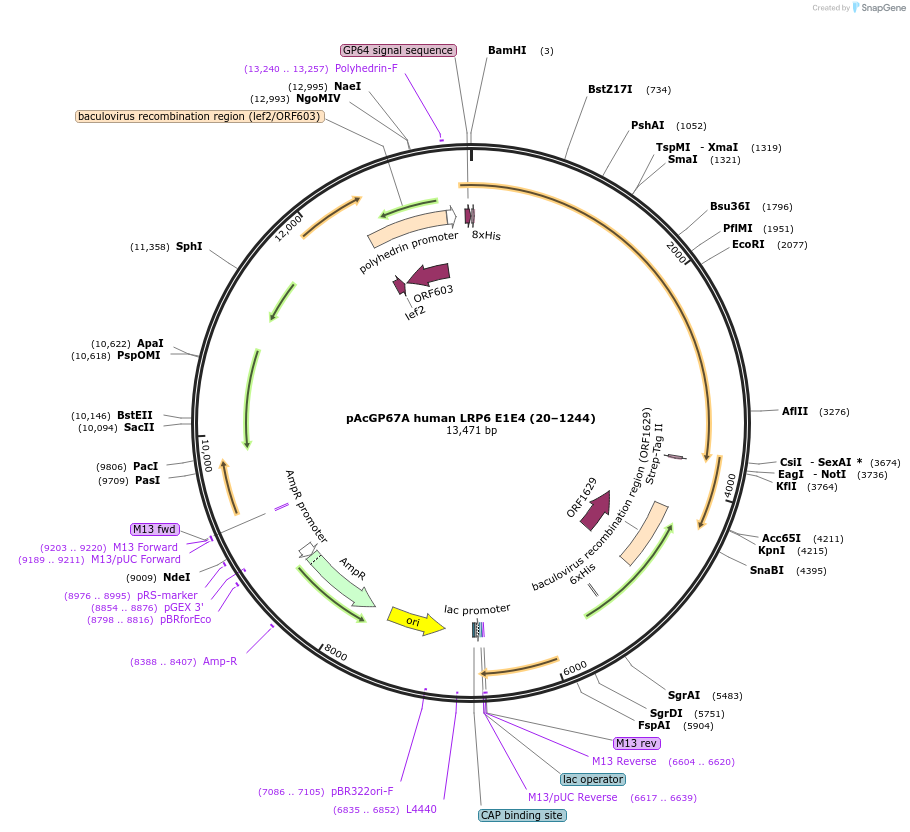 132629-plasmid-map-sequence-id-259664