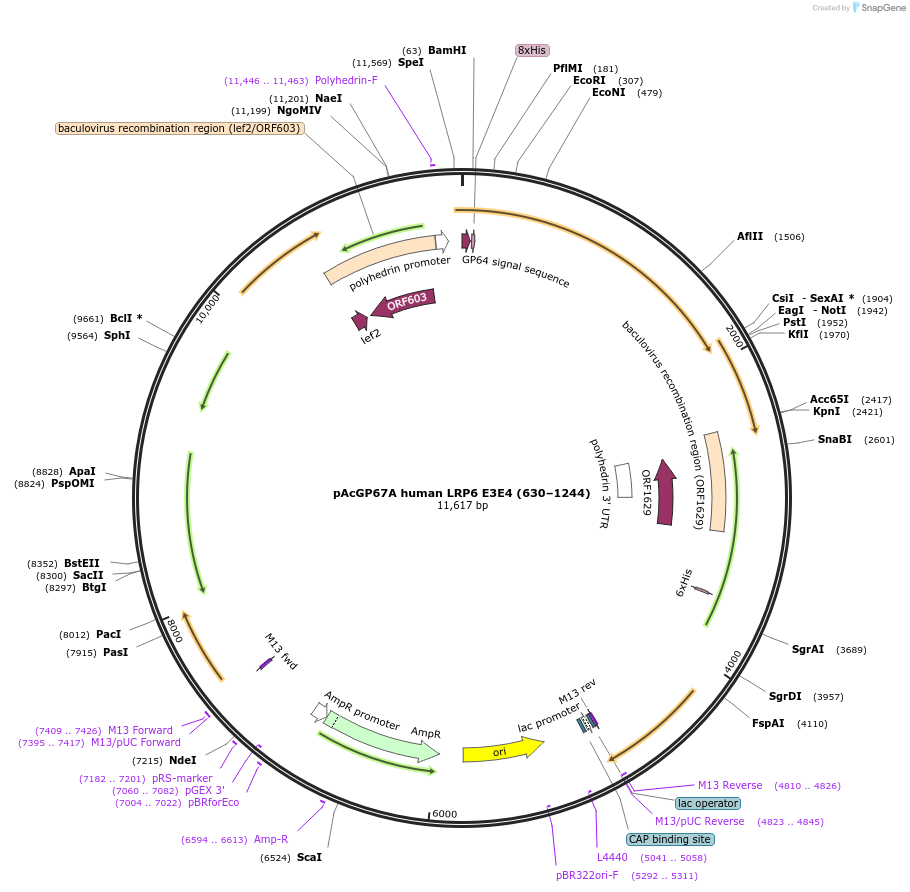 132628-plasmid-map-sequence-id-259665