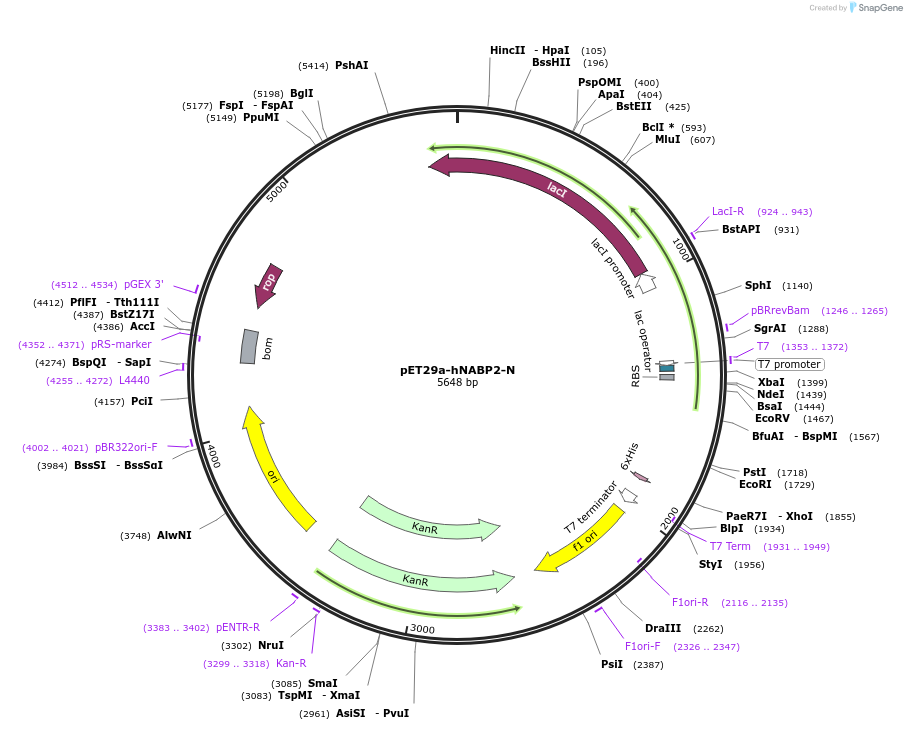 128308-plasmid-map-sequence-id-259701