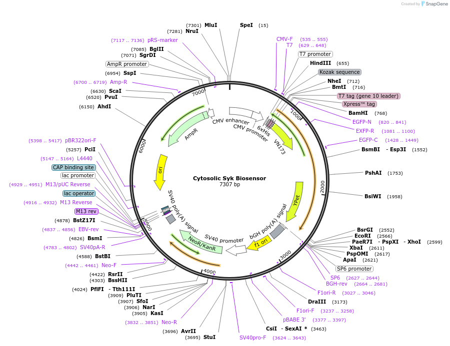 125729-plasmid-map-sequence-id-259734