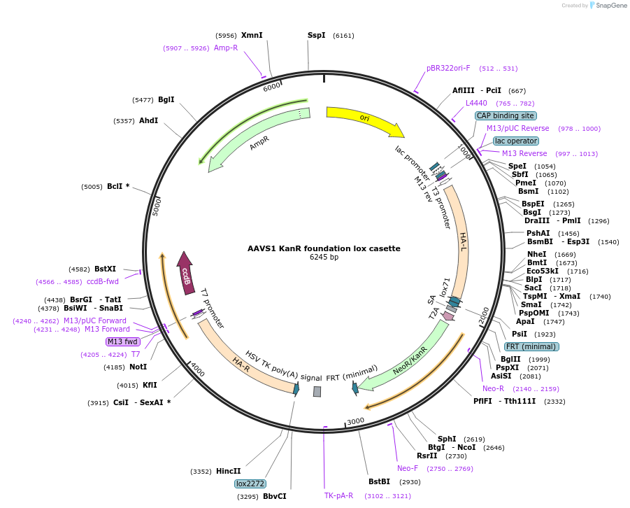 132388-plasmid-map-sequence-id-259784
