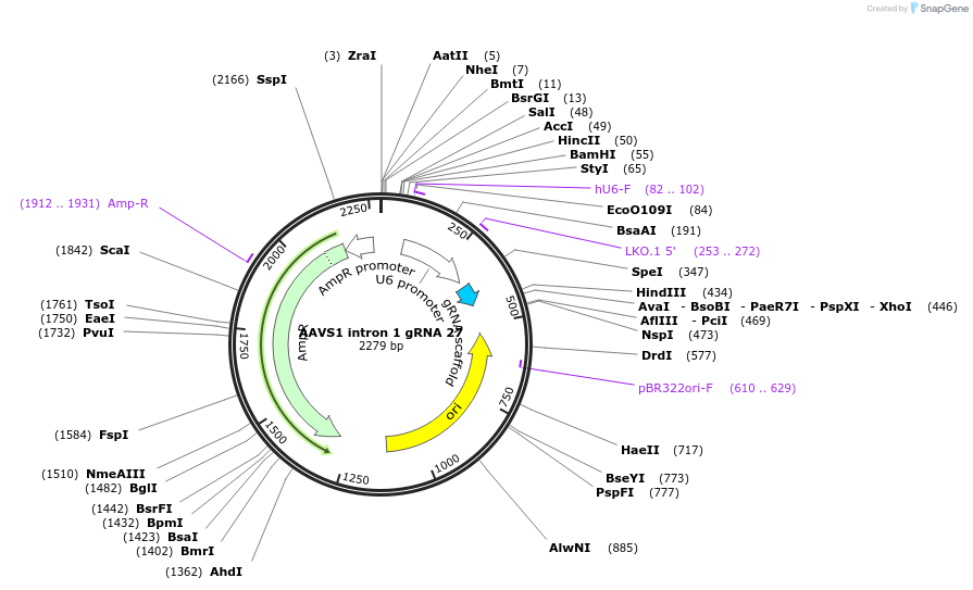 132396-plasmid-map-sequence-id-259799